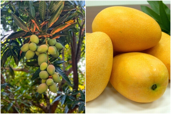 Mango fresco colombiano llega a Estados Unidos por primera vez