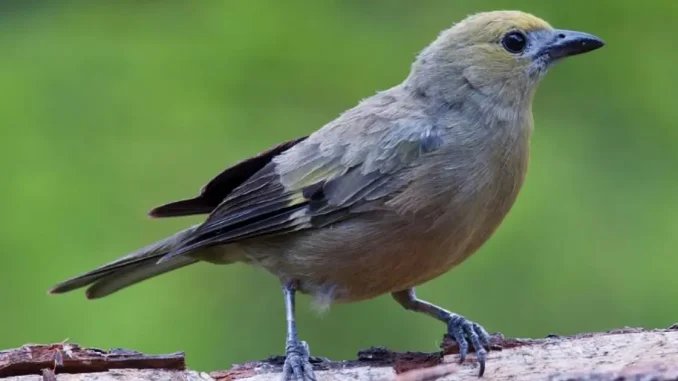 Mujer prefirió estrangular a un pájaro que devolverlo a hábitat natural