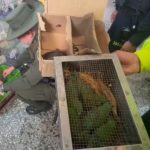 Rescatan 95 animales en la plaza de mercado del Restrepo