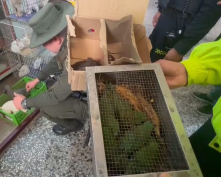 Rescatan 95 animales en la plaza de mercado del Restrepo