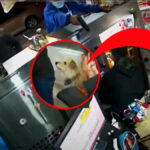 Valiente perrito evitó que ladrones entran a local de Bogotá