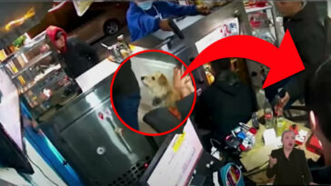 Valiente perrito evitó que ladrones entran a local de Bogotá