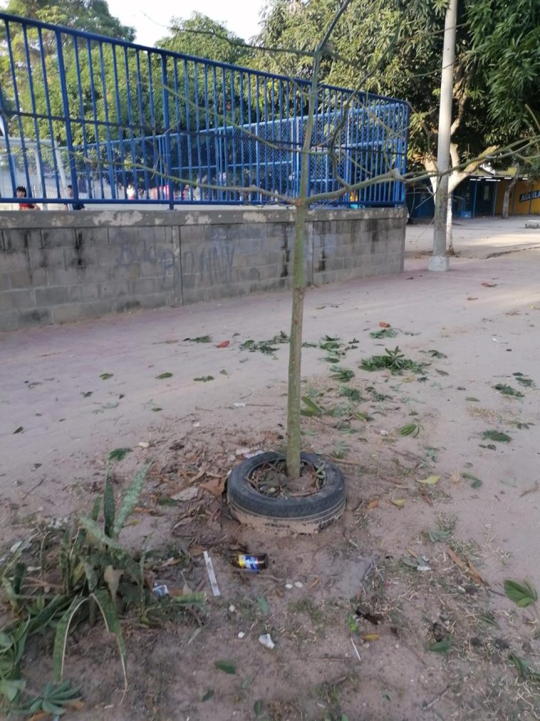 Estado en que quedó un árbol