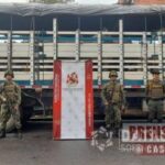 130 semovientes ha recuperado el Ejército en los primeros días del año en Arauca