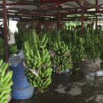 Asociaciones de cultivadores buscan mejorar la calidad y cantidad del plátano