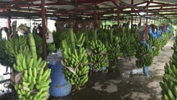 Asociaciones de cultivadores buscan mejorar la calidad y cantidad del plátano