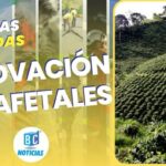 Caldas conserva la dinámica de renovación de cafetales en 2022