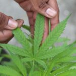 Cannabis medicinal: cómo se está usando en el país