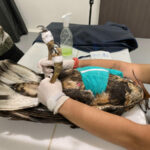 Cirugía de alto nivel para salvar vida de un águila   baleada en Santa Rosa de Cabal