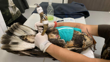 Cirugía de alto nivel para salvar vida de un águila   baleada en Santa Rosa de Cabal