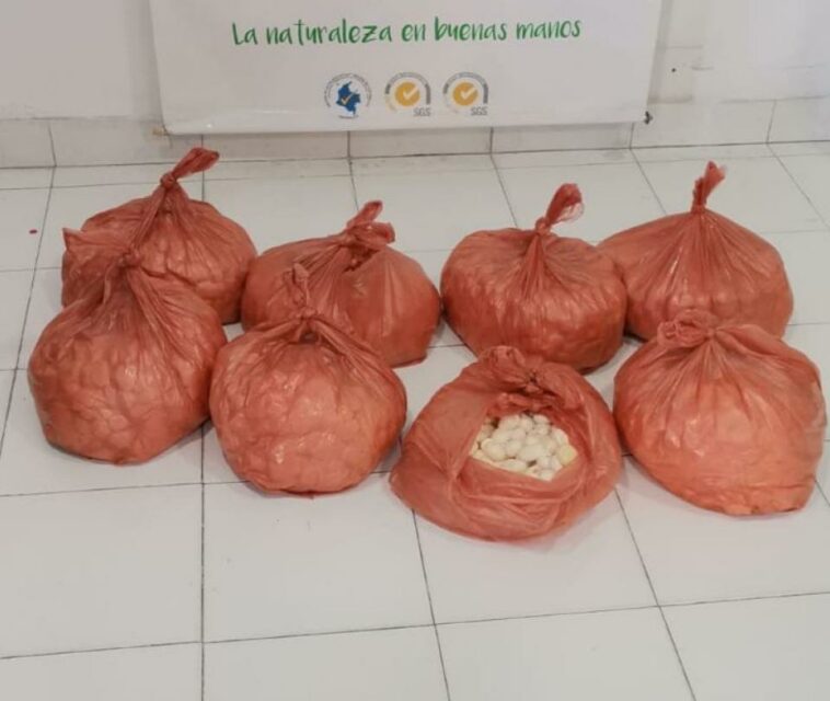 Decomisan 4.500 huevos de iguana en la Zona Bananera