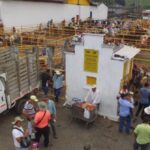 En este 2023, regresa la tradicional Feria Ganadera al municipio de Circasia
