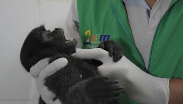 Este Mono, era mantenido como un bebé, por parte de sus captores.