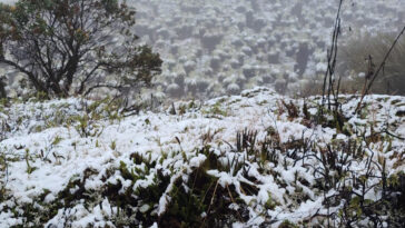 Nuevamente cayo nieve en el Sumapaz