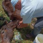 El animal habría sido abandonado en un predio de la vereda La Miel, en Caldas (Antioquia), sin recibir alimentación y atención veterinaria.