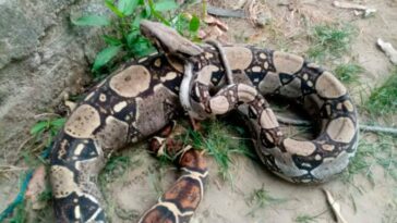 Hallan Boa en Cereté, se tragó una iguana