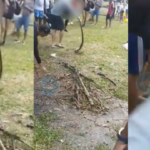 Hombre fue mordido por venenosa serpiente que protegía para que no la mataran