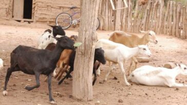 ICA atiende animales con síntomas de enfermedades en comunidades indígenas de Maicao