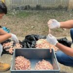 Incautan 1.650 huevos de iguana al norte de Montería