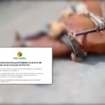 Ingenio salió en defensa del caballo muerto tras tiroteo en Palmira: investigan a vigilantes y denuncias por presunto robo