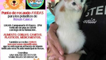 Los animales también sufren la tragedia en Rosas, Cauca