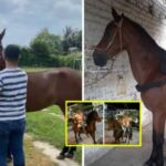 “No le hagan nada”, robaron caballo Almirante en Tuluá tras cabalgata