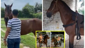 “No le hagan nada”, robaron caballo Almirante en Tuluá tras cabalgata