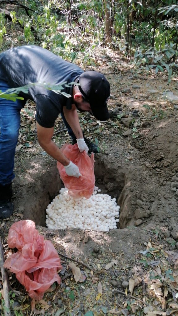 Policía y Corpamag incautaron 4.500 huevos de iguana en la Zona Bananera