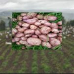 Por cierre de la 'pana' preocupa abastecimiento de papa: Nariño principal productor para Valle, Cauca y otras zonas del país