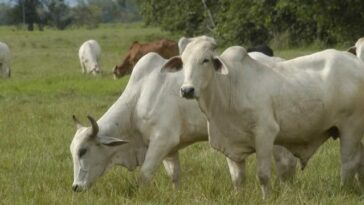 Primer caso de abigeato del año: siete bovinos fueron sacrificados en Filandia