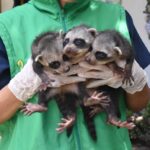 Rescatadas tres crías de mapache en el Huila.