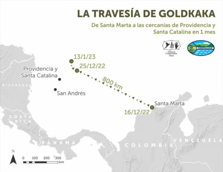 Tortuga ‘Carey’ liberada con transmisor GPS hace travesía en cercanías de Providencia y Santa Catalina