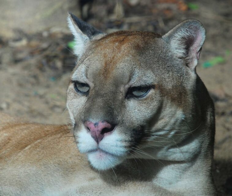 Video: campesinos cazaron y mataron a un puma en zona rural de Córdoba