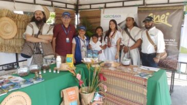 Arhuacos, primeros en obtener cosecha de fríjol biofortificado agroecológico
