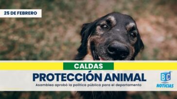 Asamblea aprobó la Política Pública de Protección Animal de Caldas