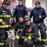 Bomberos rescataron a un perrito atrapado en una alcantarilla en Armenia