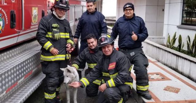 Bomberos rescataron a un perrito atrapado en una alcantarilla en Armenia