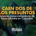 Caen dos de los presuntos mayores comercializadores de fauna silvestre en Colombia