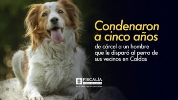 Condenaron a cinco años de cárcel a un hombre que le disparó al perro de sus vecinos en Caldas