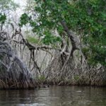 Corpamag recupera más de 4 mil hectáreas del bosque manglar