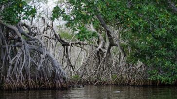 Corpamag recupera más de 4 mil hectáreas del bosque manglar