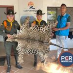 DEPARTAMENTO DE POLICÍA VICHADA LOGRA EL HALLAZGO DE UNA PIEL DE JAGUAR Y LA CAPTURA DE DOS PERSONAS POR EL APROVECHAMIENTO DE RECURSOS NATURALES