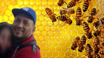 abejas enjambre