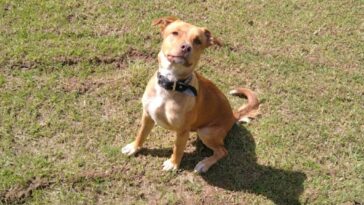 La fotografía muestra un perro amarillo oscuro con un collar negro alrededor del cuello, en un prado.