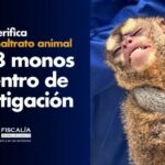 Fiscalía verifica posible maltrato animal a 108 monos en centro de investigación