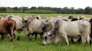 Ganadería en Colombia invierte más en el cuidado animal