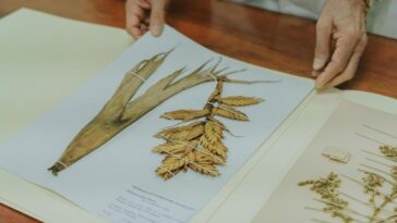 Herbario de Unimagdalena registró la especie número 20.000 de su colección de plantas