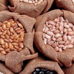 Indígenas de la Sierra Nevada pretenden combatir la desnutrición con fríjol biofortificado