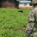 Instalaron 5 minas antipersonal alrededor de un colegio de Nariño al que acuden 50 estudiantes