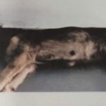 En la foto se observa un perro acostado en una camilla metálica.